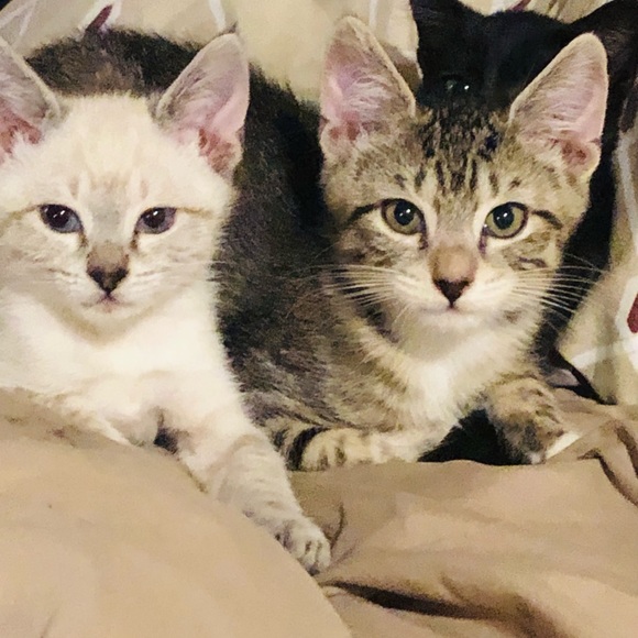 Meet your Posher, Suzie - Picture 9 of 16